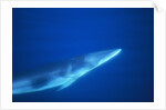 Antarctic Minke Whale by Anonymous