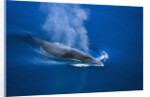Antarctic Minke Whale Surfacing by Anonymous