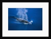 Antarctic Minke Whale Surfacing by Anonymous