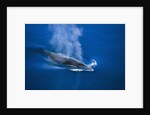 Antarctic Minke Whale Surfacing by Anonymous