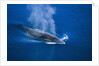 Antarctic Minke Whale Surfacing by Anonymous