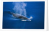 Antarctic Minke Whale Surfacing by Anonymous