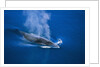 Antarctic Minke Whale Surfacing by Anonymous