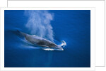Antarctic Minke Whale Surfacing by Anonymous