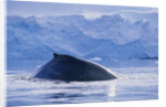Humpback Whales in Fournier Bay in Antarctica by Anonymous