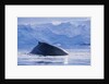 Humpback Whales in Fournier Bay in Antarctica by Anonymous