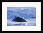 Humpback Whales in Fournier Bay in Antarctica by Anonymous