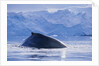 Humpback Whales in Fournier Bay in Antarctica by Anonymous