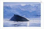 Humpback Whales in Fournier Bay in Antarctica by Anonymous