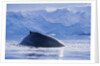 Humpback Whales in Fournier Bay in Antarctica by Anonymous