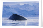 Humpback Whales in Fournier Bay in Antarctica by Anonymous