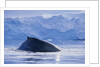 Humpback Whales in Fournier Bay in Antarctica by Anonymous