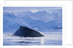 Humpback Whales in Fournier Bay in Antarctica by Anonymous