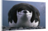 Chinstrap Penguin Resting on Deception Island in Antarctica by Anonymous
