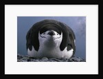 Chinstrap Penguin Resting on Deception Island in Antarctica by Anonymous