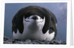 Chinstrap Penguin Resting on Deception Island in Antarctica by Anonymous