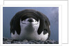 Chinstrap Penguin Resting on Deception Island in Antarctica by Anonymous