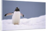 Gentoo Penguin in Deep Snow in Antarctica by Anonymous
