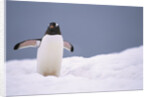 Gentoo Penguin in Deep Snow in Antarctica by Anonymous