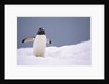 Gentoo Penguin in Deep Snow in Antarctica by Anonymous