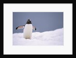 Gentoo Penguin in Deep Snow in Antarctica by Anonymous