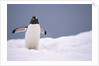 Gentoo Penguin in Deep Snow in Antarctica by Anonymous