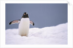 Gentoo Penguin in Deep Snow in Antarctica by Anonymous