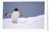 Gentoo Penguin in Deep Snow in Antarctica by Anonymous