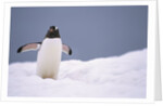 Gentoo Penguin in Deep Snow in Antarctica by Anonymous