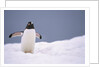 Gentoo Penguin in Deep Snow in Antarctica by Anonymous