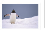 Gentoo Penguin in Deep Snow in Antarctica by Anonymous