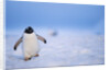 Gentoo Penguin Walking Through Snow in Antarctica by Anonymous
