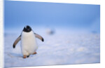 Gentoo Penguin Walking Through Snow in Antarctica by Anonymous