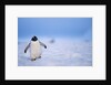 Gentoo Penguin Walking Through Snow in Antarctica by Anonymous