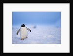 Gentoo Penguin Walking Through Snow in Antarctica by Anonymous