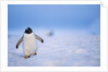 Gentoo Penguin Walking Through Snow in Antarctica by Anonymous