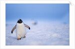 Gentoo Penguin Walking Through Snow in Antarctica by Anonymous