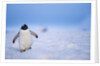 Gentoo Penguin Walking Through Snow in Antarctica by Anonymous