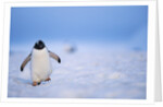 Gentoo Penguin Walking Through Snow in Antarctica by Anonymous