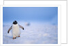 Gentoo Penguin Walking Through Snow in Antarctica by Anonymous