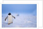 Gentoo Penguin Walking Through Snow in Antarctica by Anonymous