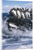Gentoo Penguins on Livingston Island in Antarctica by Anonymous