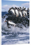 Gentoo Penguins on Livingston Island in Antarctica by Anonymous