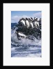 Gentoo Penguins on Livingston Island in Antarctica by Anonymous