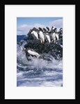 Gentoo Penguins on Livingston Island in Antarctica by Anonymous