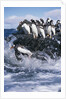 Gentoo Penguins on Livingston Island in Antarctica by Anonymous