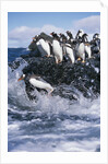 Gentoo Penguins on Livingston Island in Antarctica by Anonymous