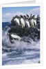 Gentoo Penguins on Livingston Island in Antarctica by Anonymous