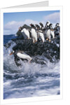 Gentoo Penguins on Livingston Island in Antarctica by Anonymous