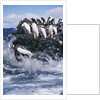 Gentoo Penguins on Livingston Island in Antarctica by Anonymous